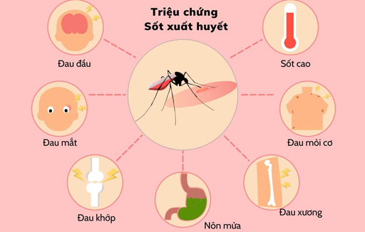Cách phòng tránh và nhận biết bệnh sốt xuất huyết